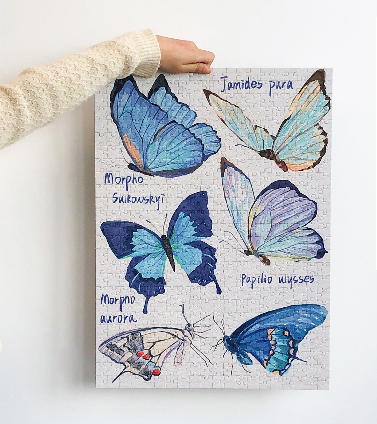 Blue Butterfly - 500P