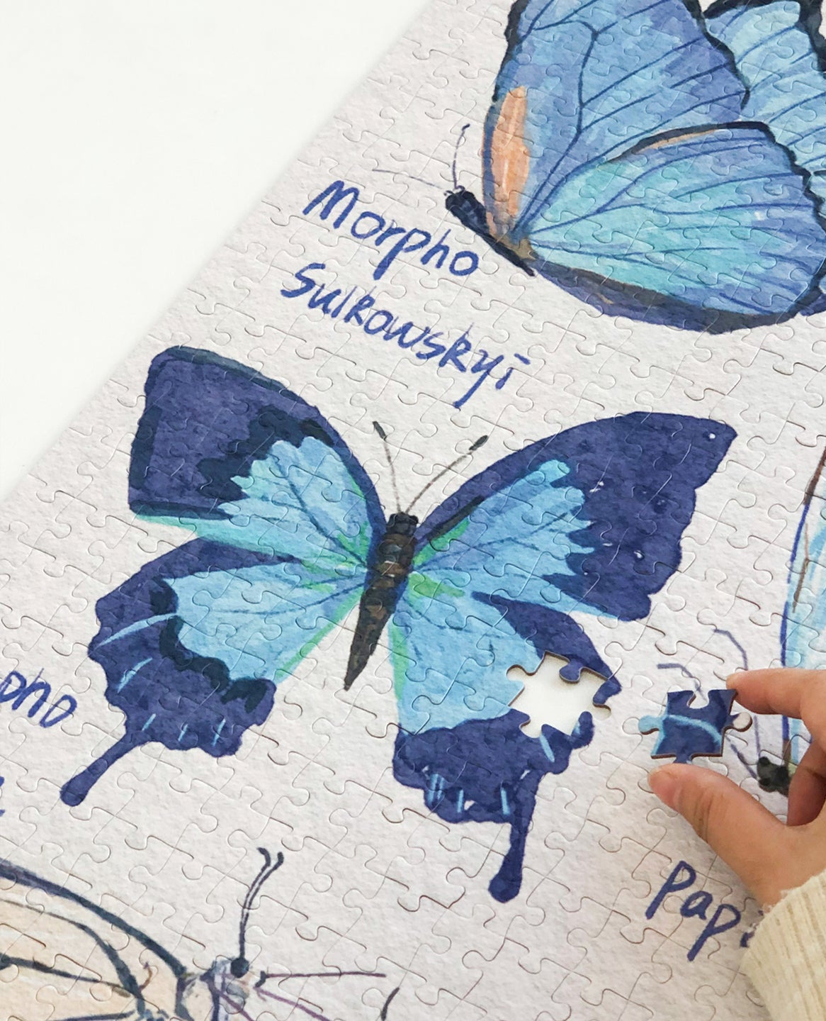 Blue Butterfly - 500P