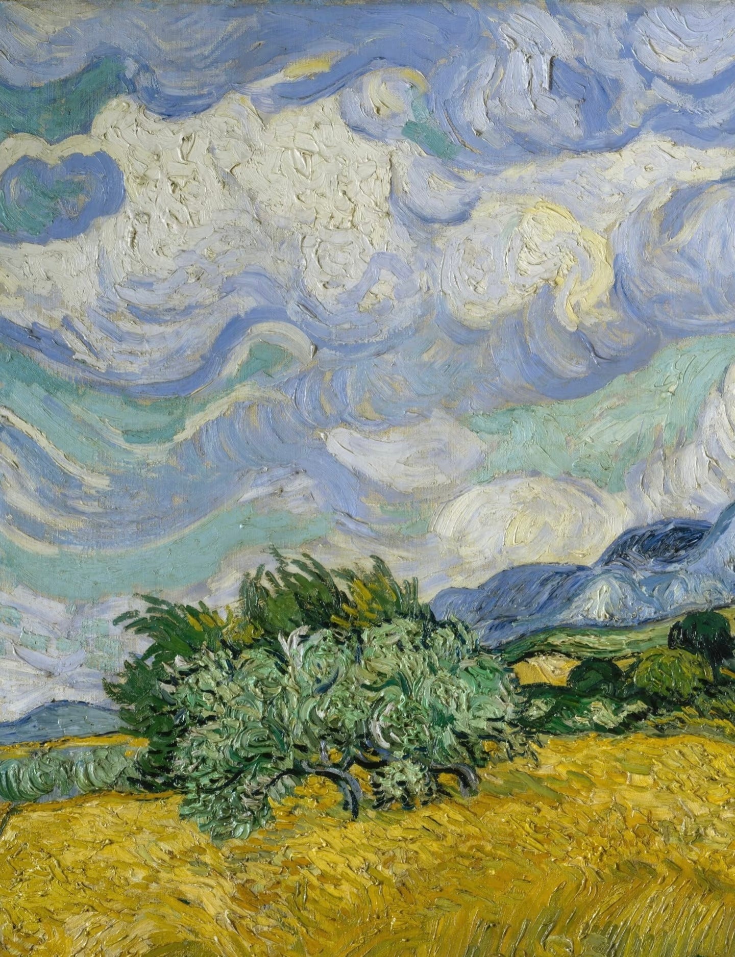 A Wheat field with Cypresses